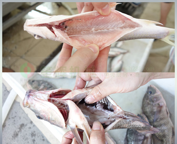 全動(dòng)自殺魚機(jī)