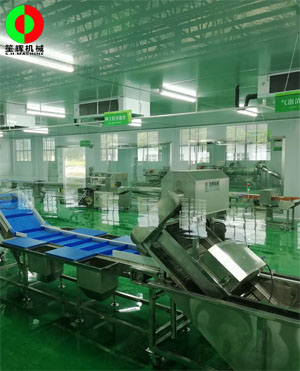 廣西蒙山標(biāo)準(zhǔn)化凈菜加工車間項(xiàng)目，毛菜加工車間順利完工！